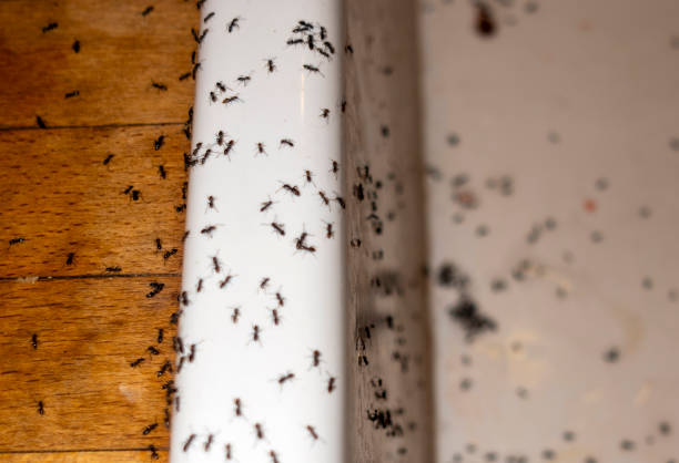 Best Flea Control Services  in Barton Creek, TX